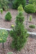 Image result for Pinus leucodermis Julius ( OL 8 )