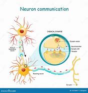 Image result for Communication Between Neurons