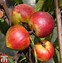 Image result for Prunus persica var. nectarina Mme Blanchet