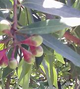 Image result for Rose Apple Fruit Tree