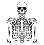 Image result for Female Skeleton Drawing Outline