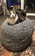 Image result for Cat Loaf From Below