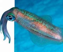 Image result for Squid Animal