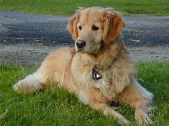 Image result for Golden Retriever Dog