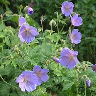 Image result for GERANIUM himalayense ‘Irish Blue’