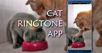 Image result for Cat Ringtone