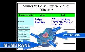 Image result for Virus vs Cell