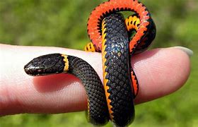 Image result for Wold Smallest Snake