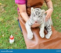 Image result for Zookeeper Feeding Tiger