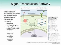 Image result for Signal Transduction Meme