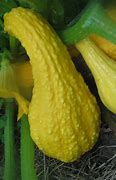 Image result for Bumpy Yellow Crookneck Squash