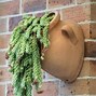 Image result for Low Maintenance Houseplants