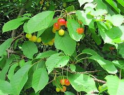 Image result for Wild Black Cherry Tree Edible