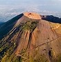 Image result for Mount Vesuvius Wildlife