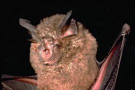 Image result for White and Black Bat Species