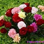 Image result for Beautiful Flowers for Wallpaper