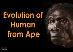 Image result for Evolution of Man From Ape