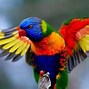 Image result for Jenis Burung