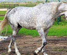 Image result for Italian Horse Breeds