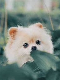Image result for Cutest Baby Dog in the World
