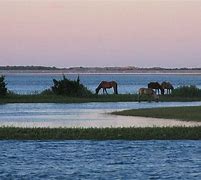 Image result for Ocracoke Island Wild Horses