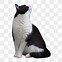 Image result for White Cat Transparent