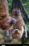 Image result for Rodrigues Flying Fox