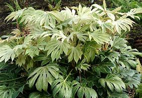 Image result for Fatsia Spiders Web