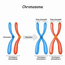 Image result for Chromosoom