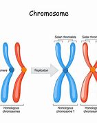 Image result for chromosom_2