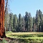 Image result for Redwood Forest Camping