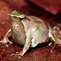 Image result for Adorable Baby Frog