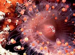 Image result for co_to_za_zoantharia