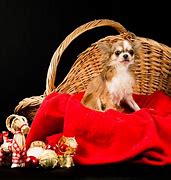 Image result for Chihuahua Puppies Cutest