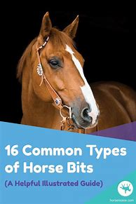 Image result for Types of Bits for Horses