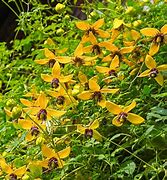 Image result for Clematis Violacea
