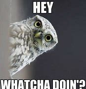 Image result for Owl Meme Where You At