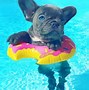Image result for Cute Dogs Bulldog