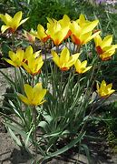 Image result for Tulipa clusiana var. chrysantha