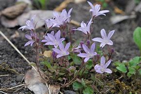 Campanula poscharskyana Lisduggan Variety 的圖片結果