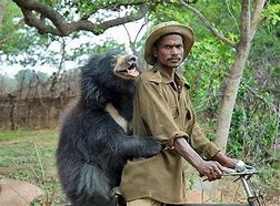 Image result for Bears Doing Funny Things