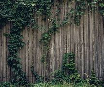 Image result for Fence Climbing Vines