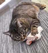 Image result for Refillable Catnip Toys