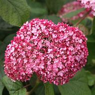 Image result for Hydrangea arborescens Pink Annabelle