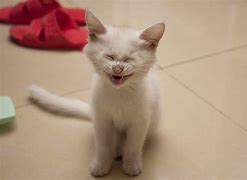 Image result for Funny Cat Laughing