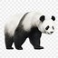 Image result for Giant Panda Facts