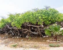 Image result for Poisonous Tree in Florida