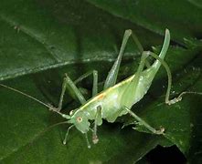 Image result for Green Cricket Insect