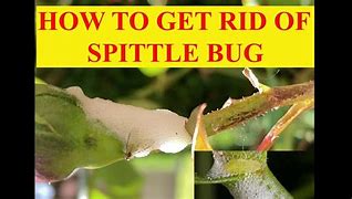 Image result for Spittle Bug-Bite