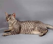 Image result for Egyptian Cat Facts